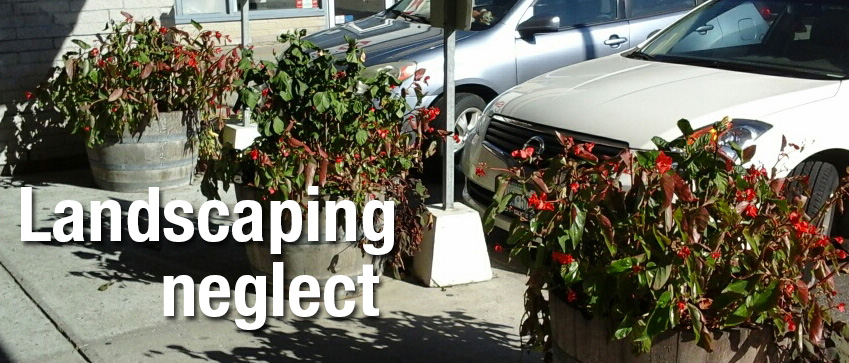 landscaping-neglect-02